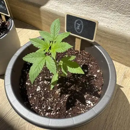Tropic OZZ x Yellow Melon (Ozz)