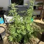 Tropic OZZ x Yellow Melon (Ozz)
