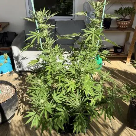 Tropic OZZ x Yellow Melon (Ozz)
