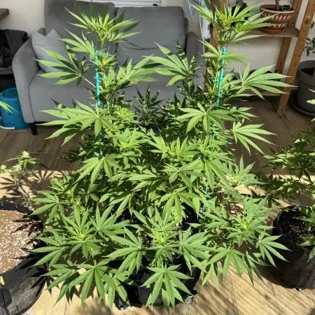 Tropic OZZ x Yellow Melon (Ozz)
