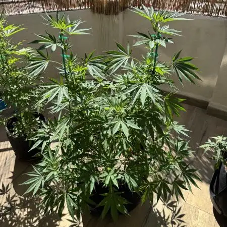 Tropic OZZ x Yellow Melon (Ozz)