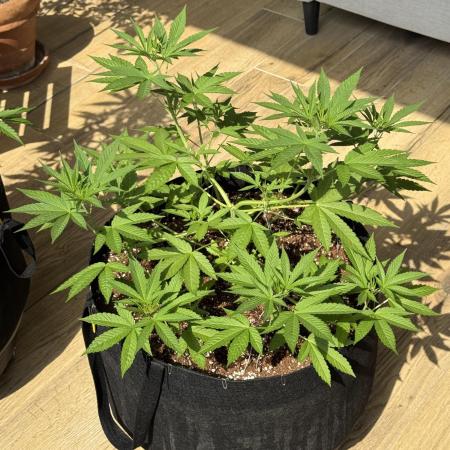 Tropic OZZ x Yellow Melon (Ozz)