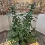 Tropic OZZ x Yellow Melon (Ozz)