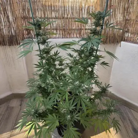Tropic OZZ x Yellow Melon (Ozz)