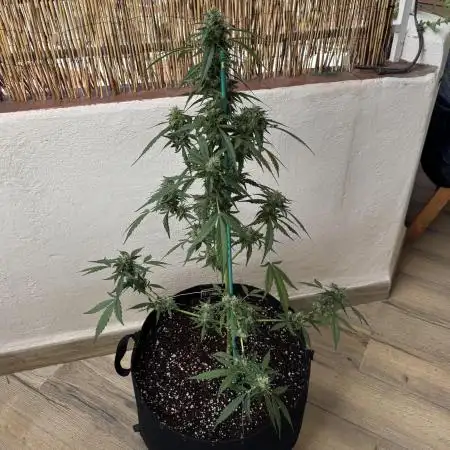 Gorilla 4 Fast (Peppino)