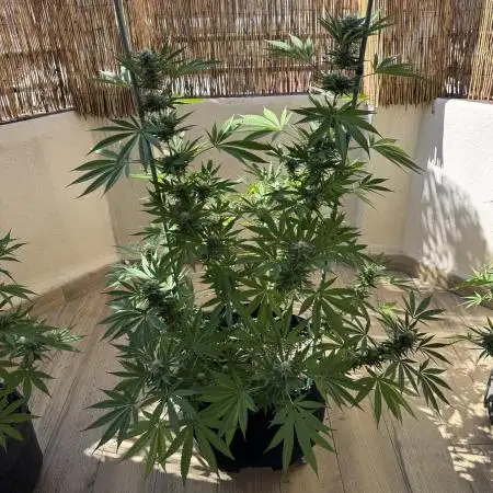Tropic OZZ x Yellow Melon (Ozz)