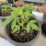 Tropic OZZ x Yellow Melon (Ozz)