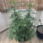 Tropic OZZ x Yellow Melon (Ozz)