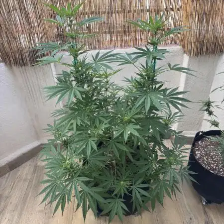 Tropic OZZ x Yellow Melon (Ozz)