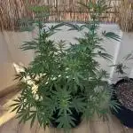 Tropic OZZ x Yellow Melon (Ozz)
