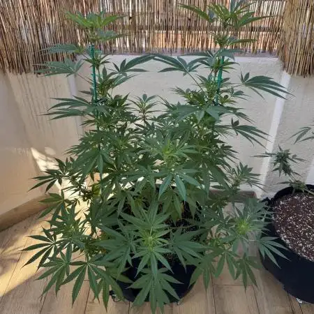 Tropic OZZ x Yellow Melon (Ozz)