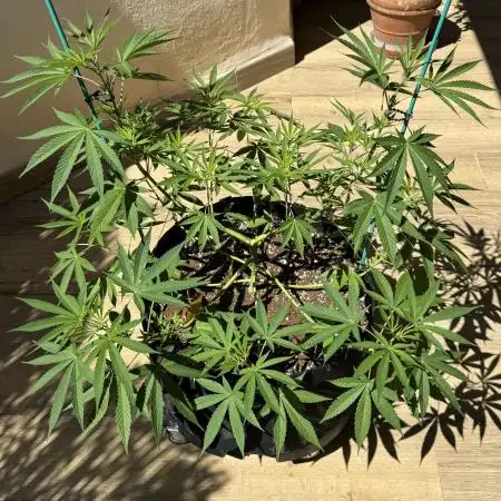 Tropic OZZ x Yellow Melon (Ozz)