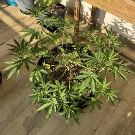 Tropic OZZ x Yellow Melon (Ozz)