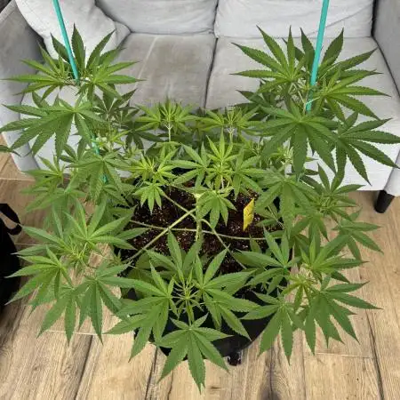 Tropic OZZ x Yellow Melon (Ozz)