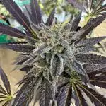 Tropic OZZ x Yellow Melon (Ozz)