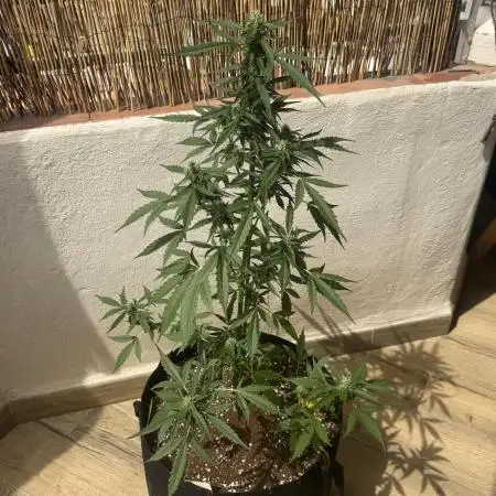 Gorilla 4 Fast (Peppino)