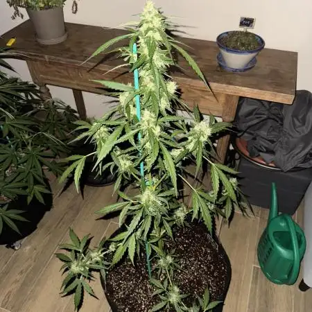 Gorilla 4 Fast (Peppino)