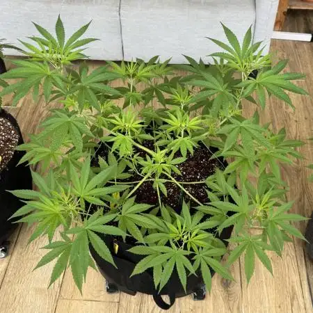 Tropic OZZ x Yellow Melon (Ozz)