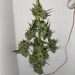Gorilla 4 Fast (Peppino)
