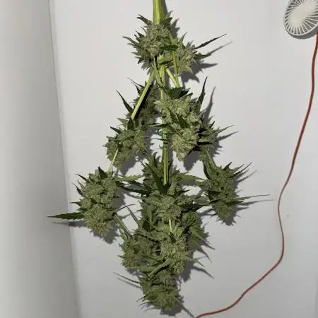 Gorilla 4 Fast (Peppino)