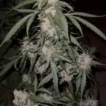 Gorilla 4 Fast (Peppino)