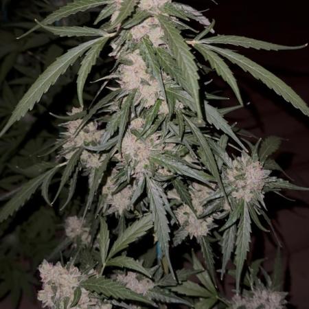 Gorilla 4 Fast (Peppino)