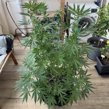 Tropic OZZ x Yellow Melon (Ozz)
