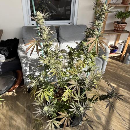 Tropic OZZ x Yellow Melon (Ozz)