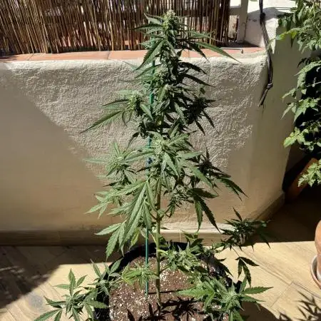 Gorilla 4 Fast (Peppino)