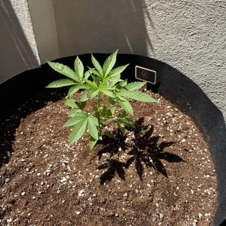 Tropic OZZ x Yellow Melon (Ozz)