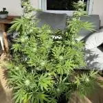 Tropic OZZ x Yellow Melon (Ozz)