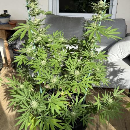 Tropic OZZ x Yellow Melon (Ozz)