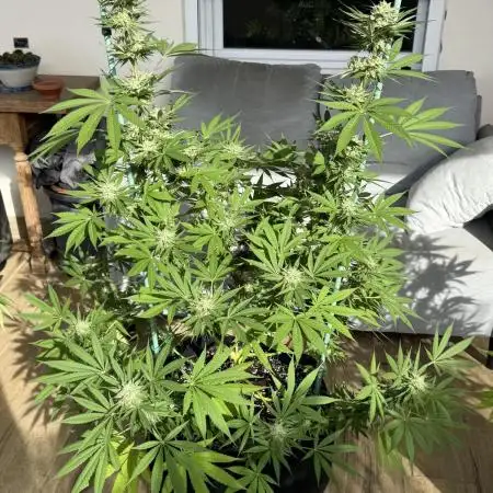 Tropic OZZ x Yellow Melon (Ozz)