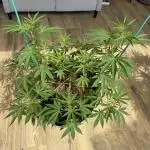 Tropic OZZ x Yellow Melon (Ozz)