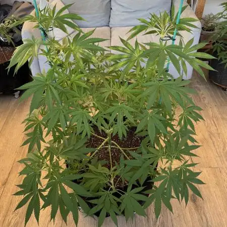 Tropic OZZ x Yellow Melon (Ozz)