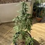 Gorilla 4 Fast (Peppino)