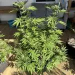 Tropic OZZ x Yellow Melon (Ozz)