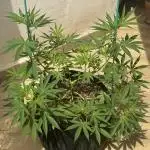 Tropic OZZ x Yellow Melon (Ozz)