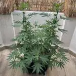 Tropic OZZ x Yellow Melon (Ozz)