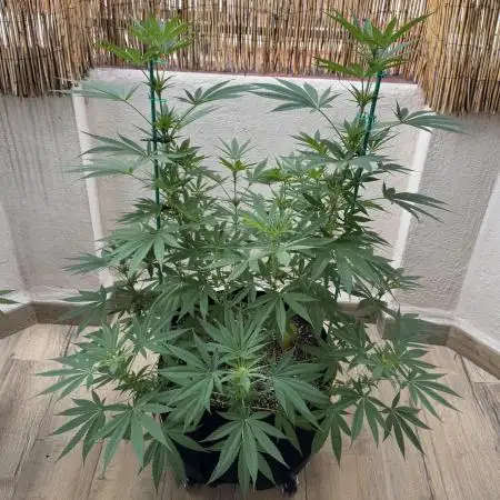 Tropic OZZ x Yellow Melon (Ozz)