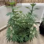 Tropic OZZ x Yellow Melon (Ozz)