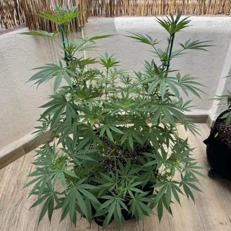 Tropic OZZ x Yellow Melon (Ozz)