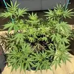 Tropic OZZ x Yellow Melon (Ozz)