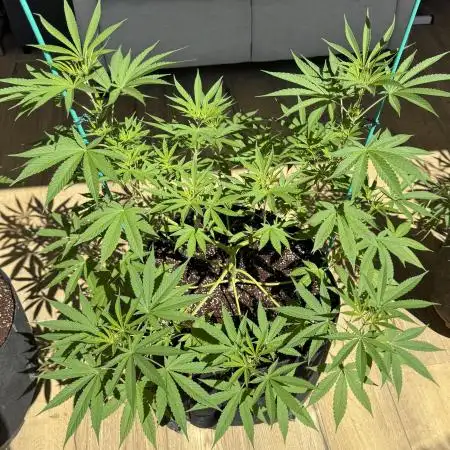 Tropic OZZ x Yellow Melon (Ozz)