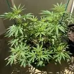 Tropic OZZ x Yellow Melon (Ozz)