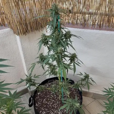 Gorilla 4 Fast (Peppino)