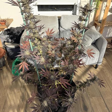 Tropic OZZ x Yellow Melon (Ozz)