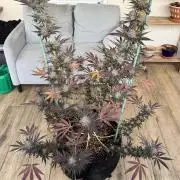 Tropic OZZ x Yellow Melon (Ozz)