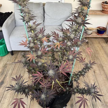 Tropic OZZ x Yellow Melon (Ozz)