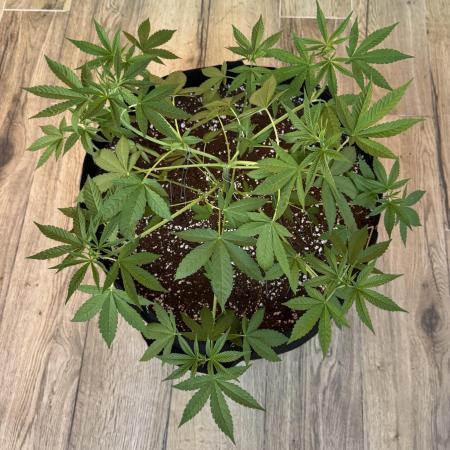 Tropic OZZ x Yellow Melon (Ozz)